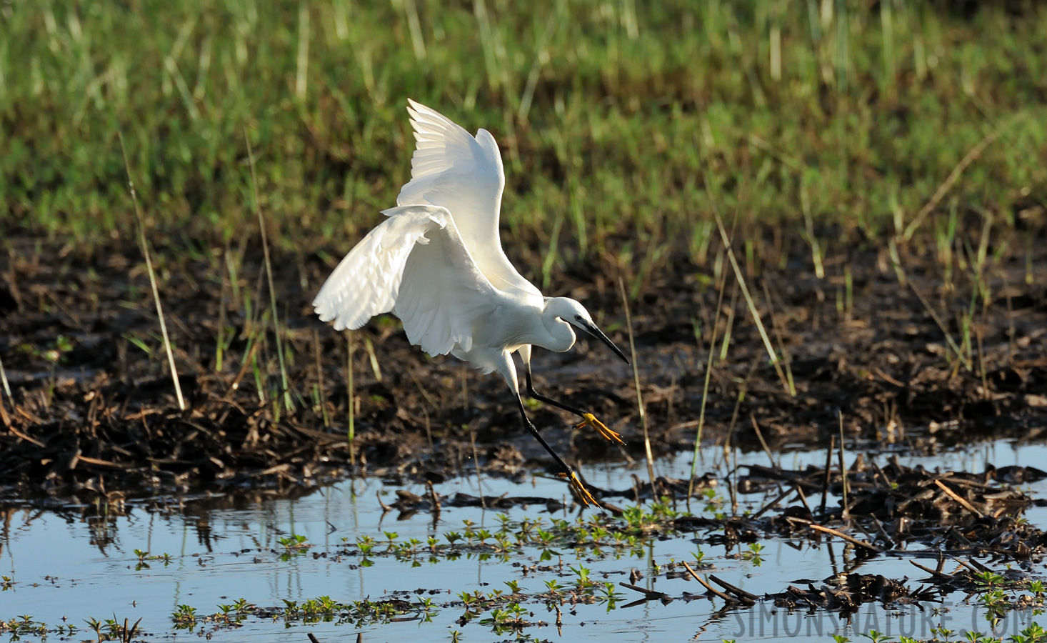 Egretta garzetta garzetta [550 mm, 1/1000 Sek. bei f / 8.0, ISO 2500]